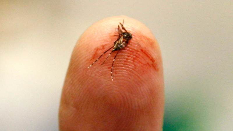 Illustration for article titled The Many Ways We're Using Mutant Mosquitos to Eradicate Disease